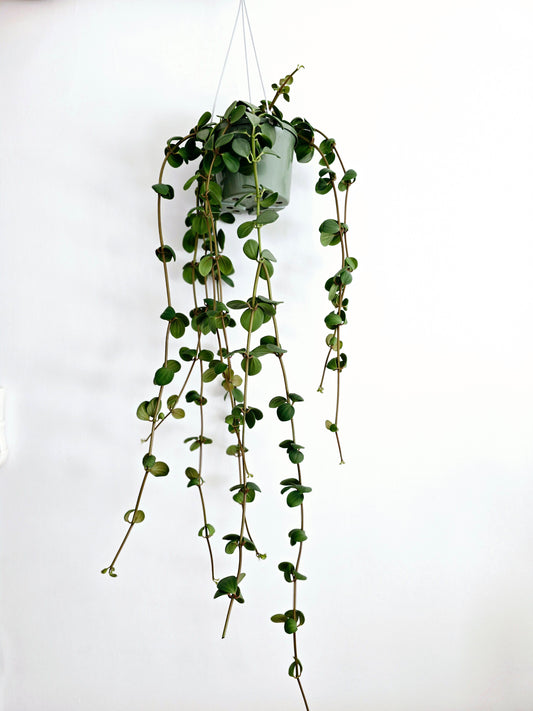 Peperomia 'Hope' Hanging Basket - 140mm