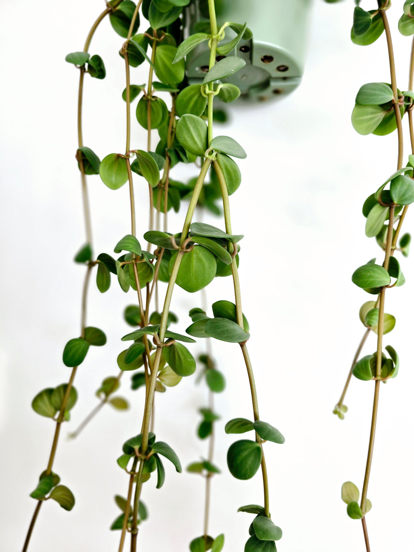 Peperomia 'Hope' Hanging Basket - 140mm