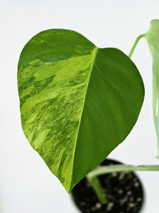 Monstera Deliciosa Variegated 'Aurea' - 150mm