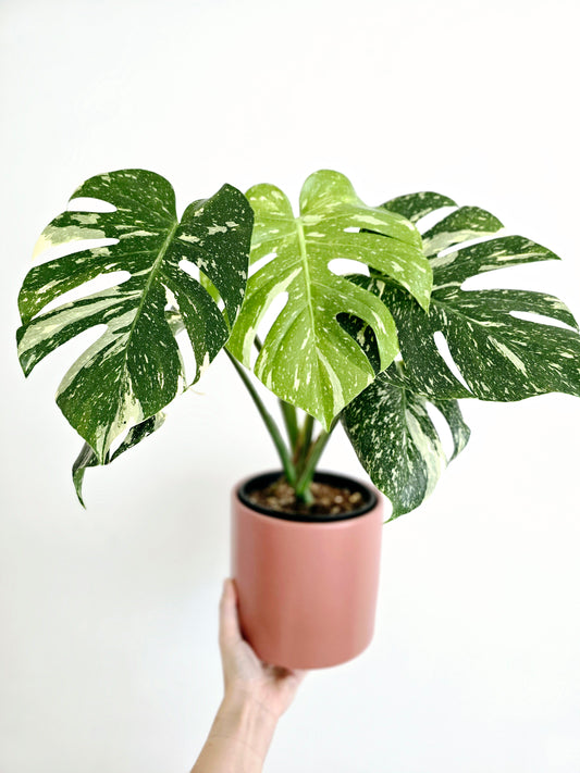 Monstera 'Thai Constellation' - 150mm
