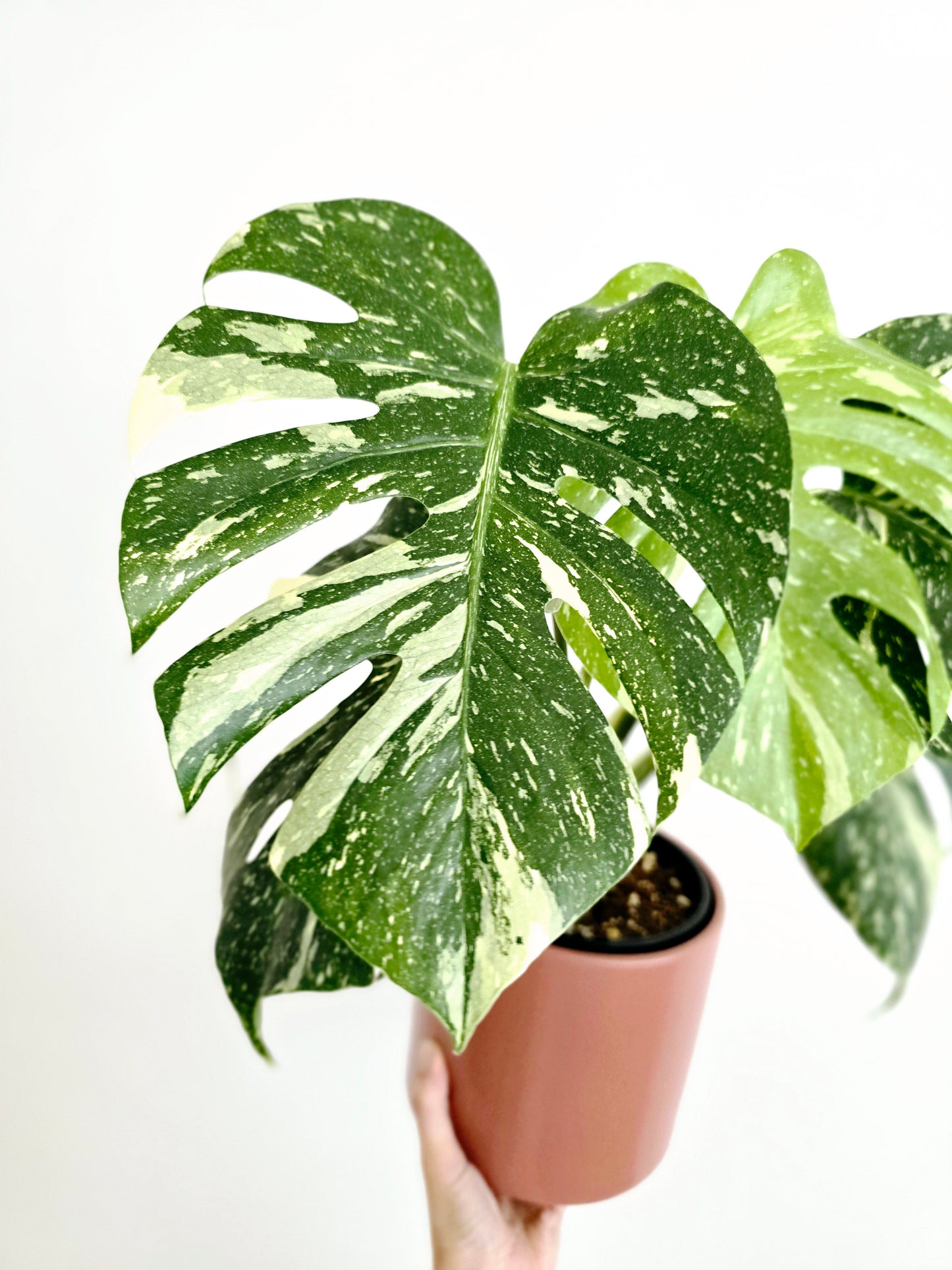 Monstera 'Thai Constellation' - 150mm