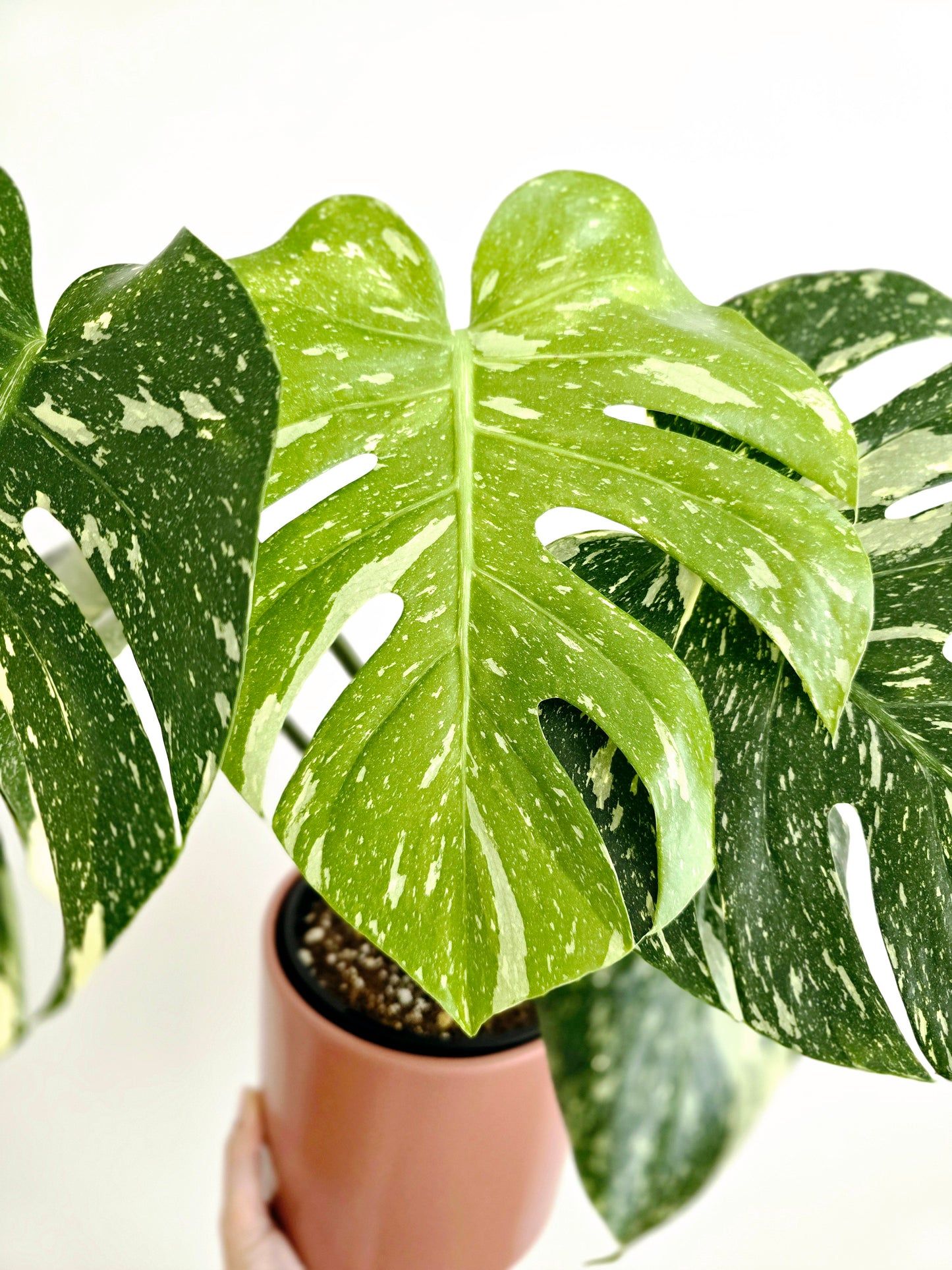 Monstera 'Thai Constellation' - 150mm