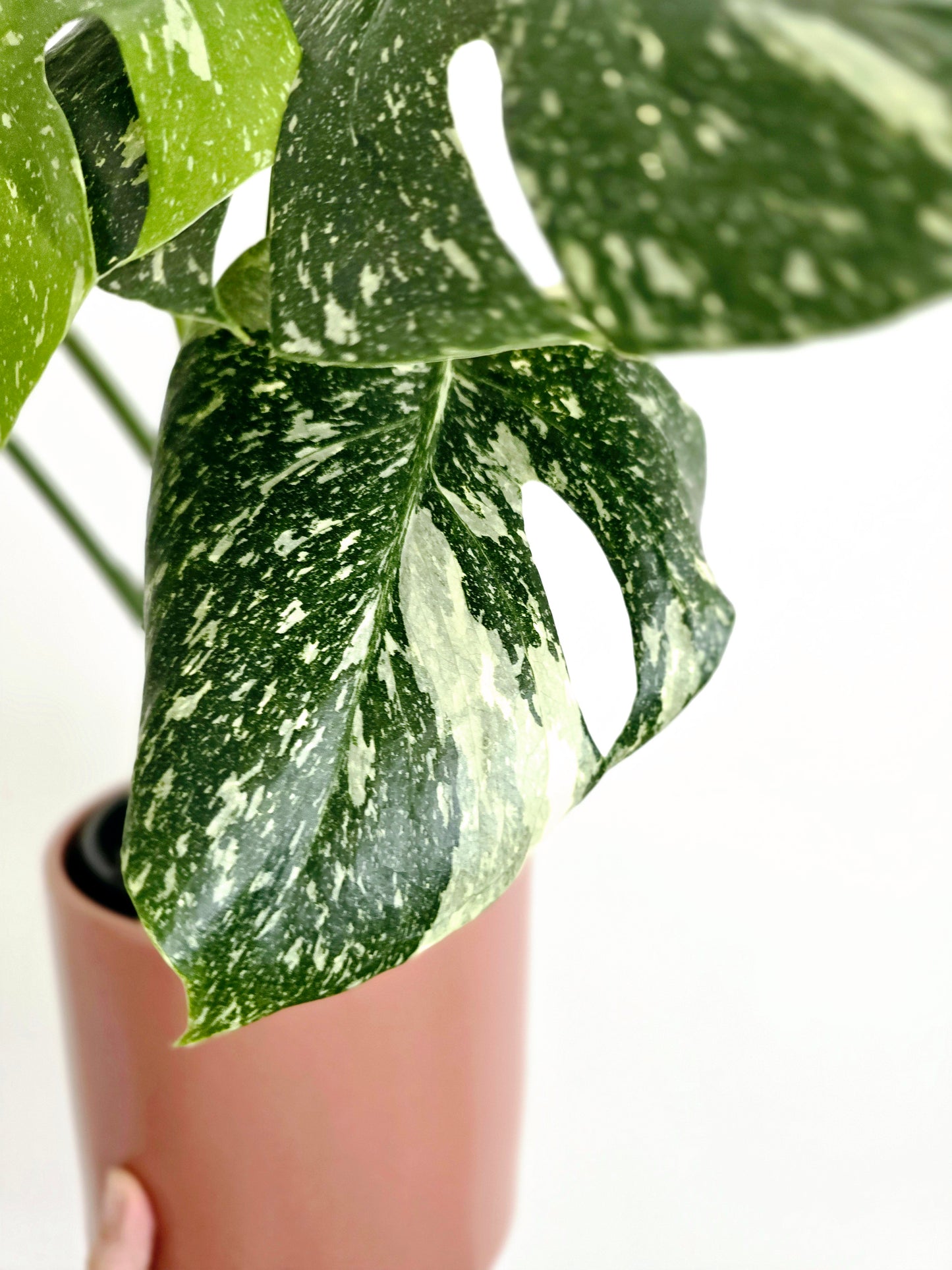 Monstera 'Thai Constellation' - 150mm