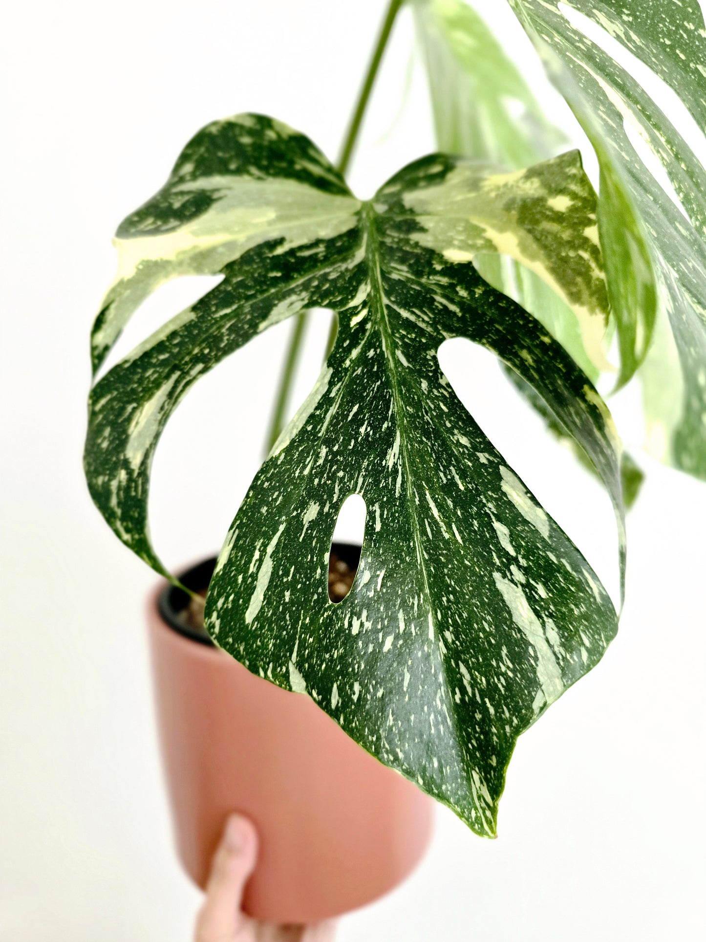 Monstera 'Thai Constellation' - 150mm