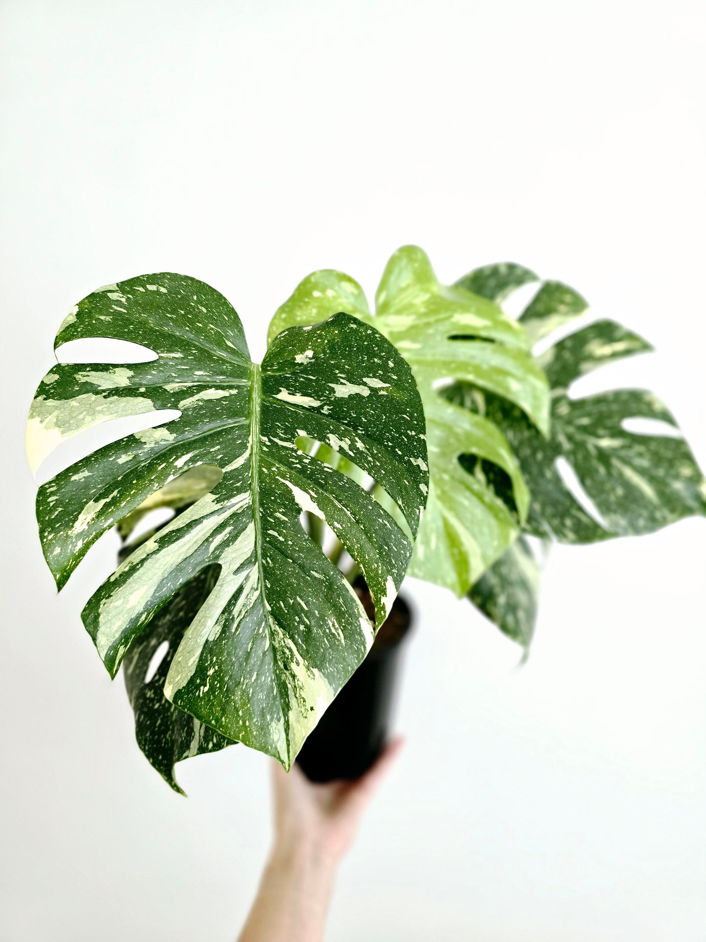Monstera 'Thai Constellation' - 150mm