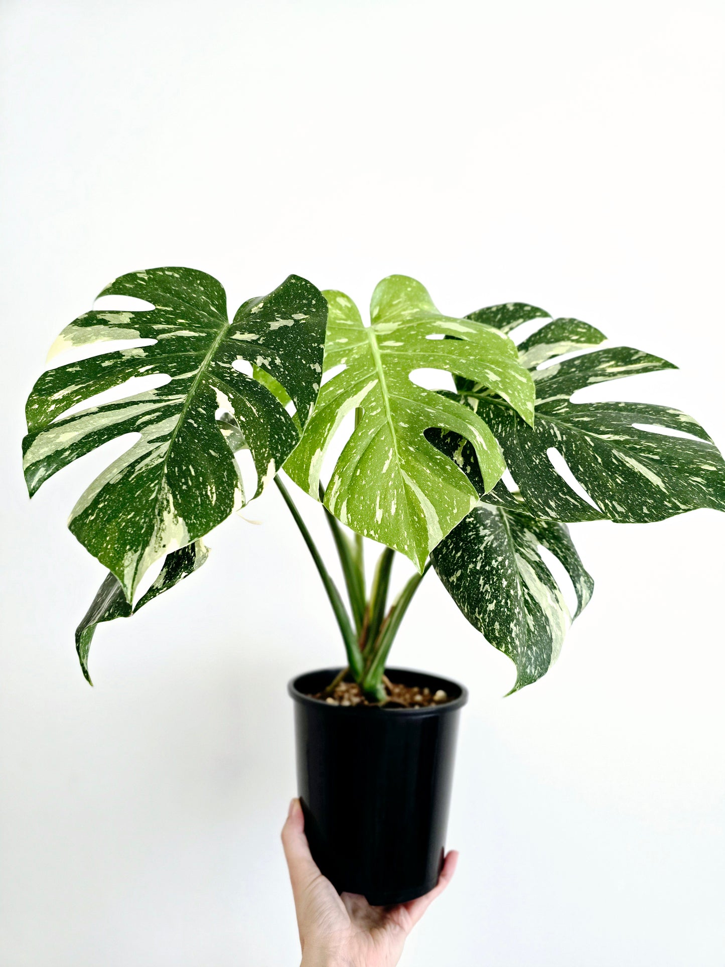 Monstera 'Thai Constellation' - 150mm