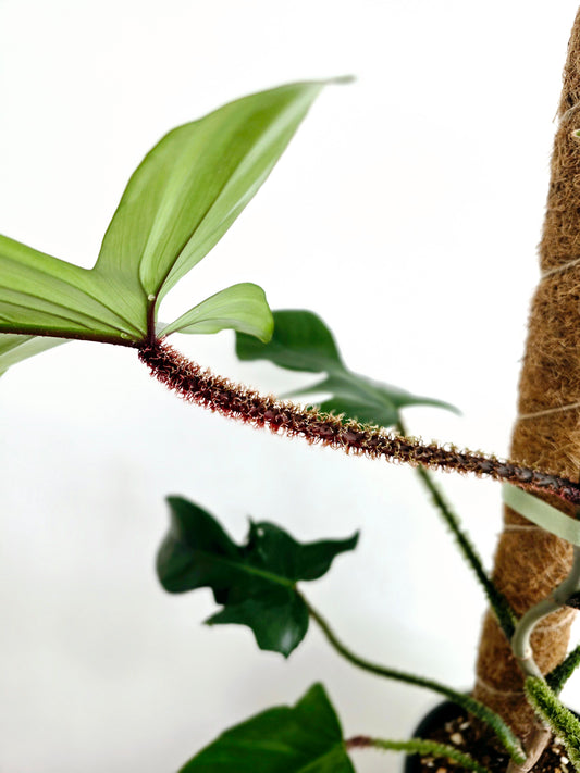 Philodendron 'Squamiferum' Totem - 150mm