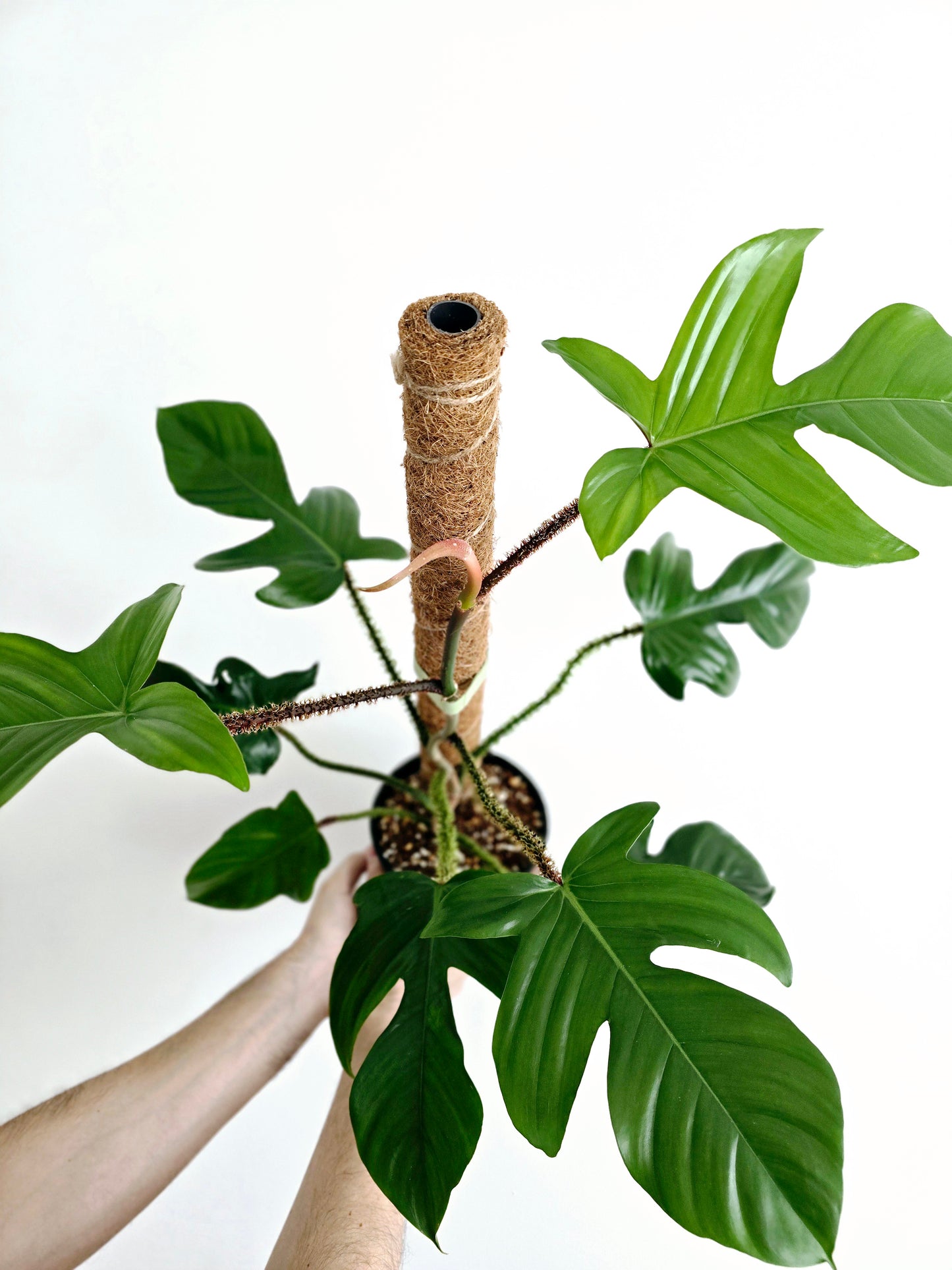 Philodendron 'Squamiferum' Totem - 150mm