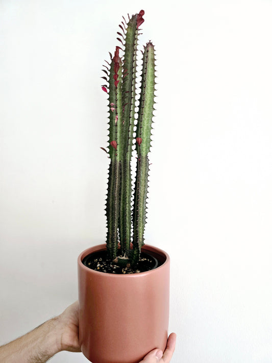 Euphorbia 'Trigona' Purpurea - 140mm