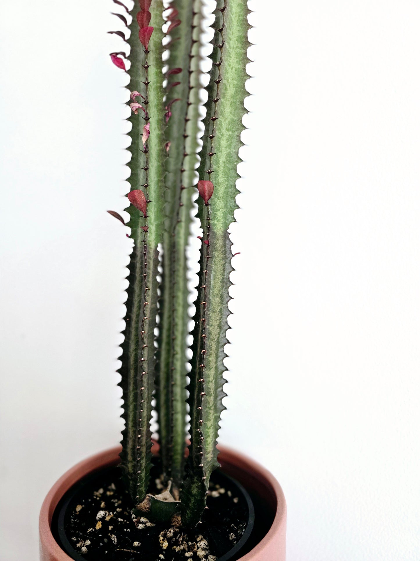 Euphorbia 'Trigona' Purpurea - 140mm