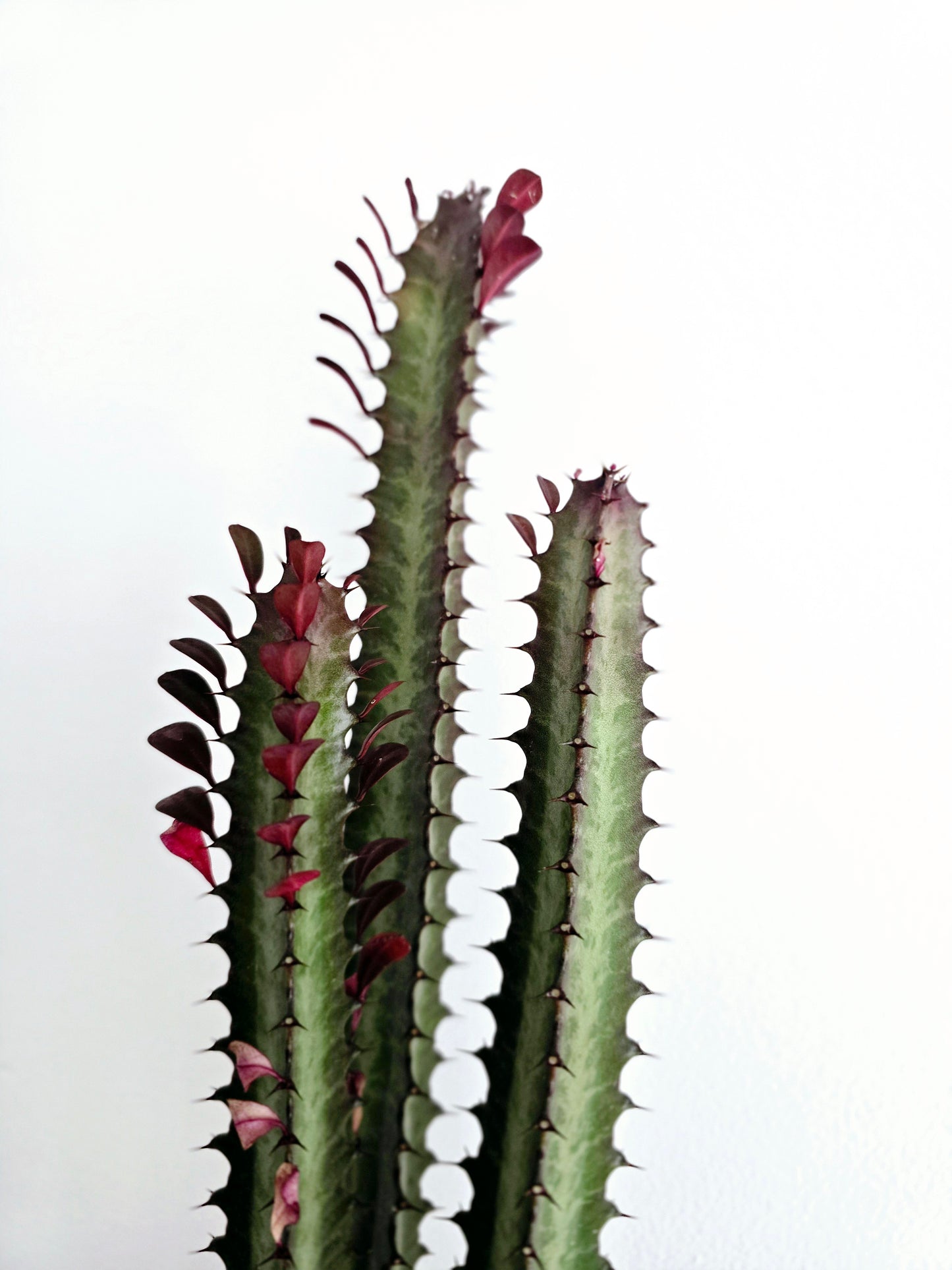 Euphorbia 'Trigona' Purpurea - 140mm