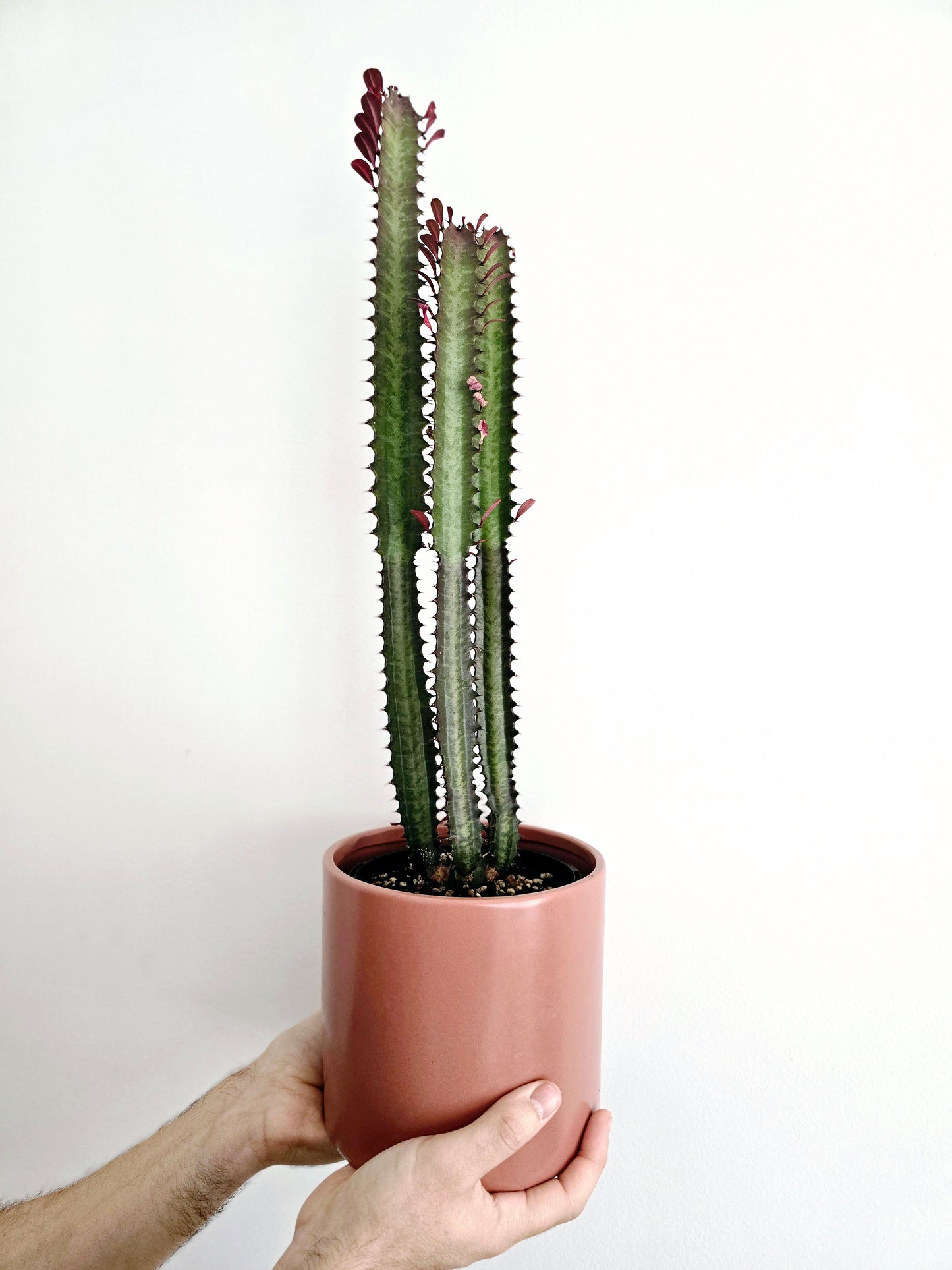 Euphorbia 'Trigona' Purpurea - 140mm