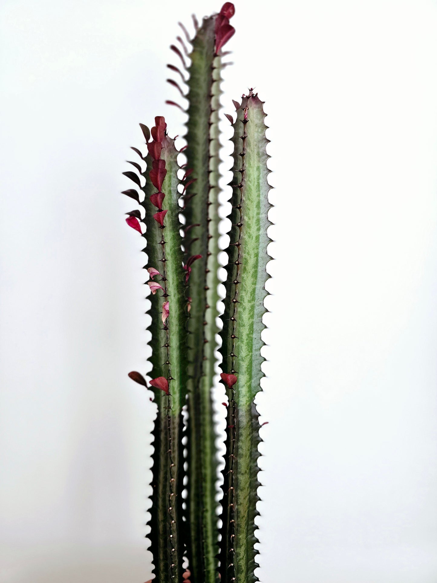 Euphorbia 'Trigona' Purpurea - 140mm