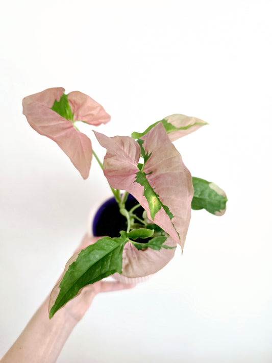 Syngonium Podophyllum 'Pink Lava' - 100mm