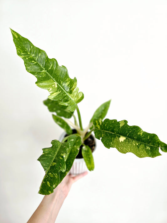 Philodendron 'Ring of Fire' - 130mm