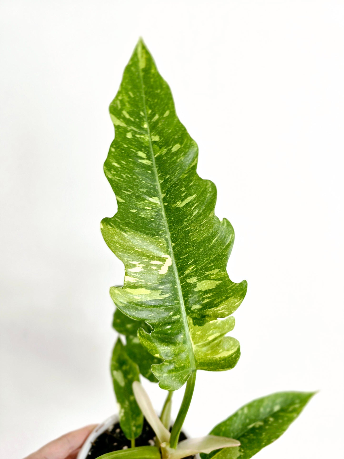 Philodendron 'Ring of Fire' - 130mm