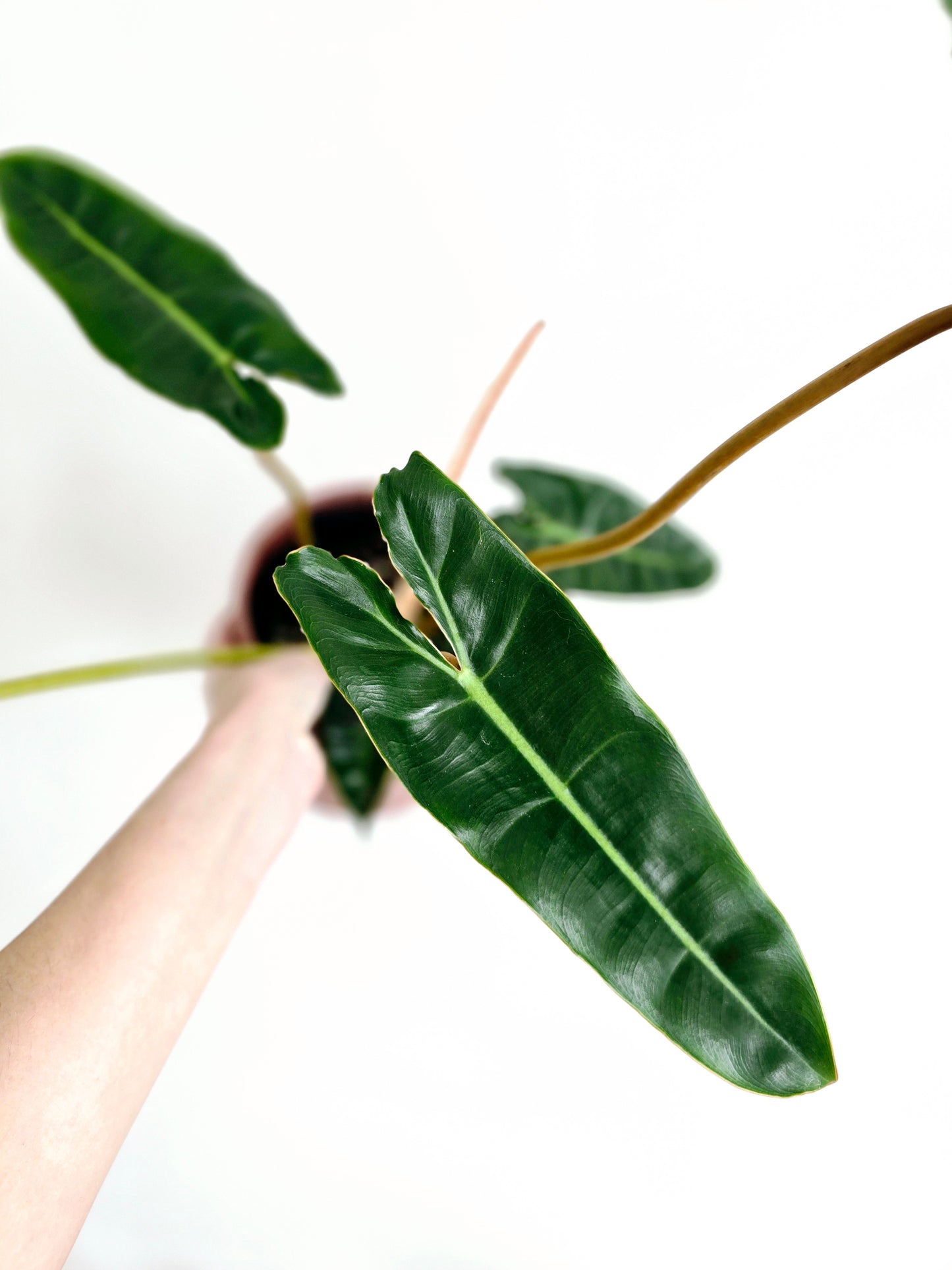 Philodendron 'Billietiae' - 140mm