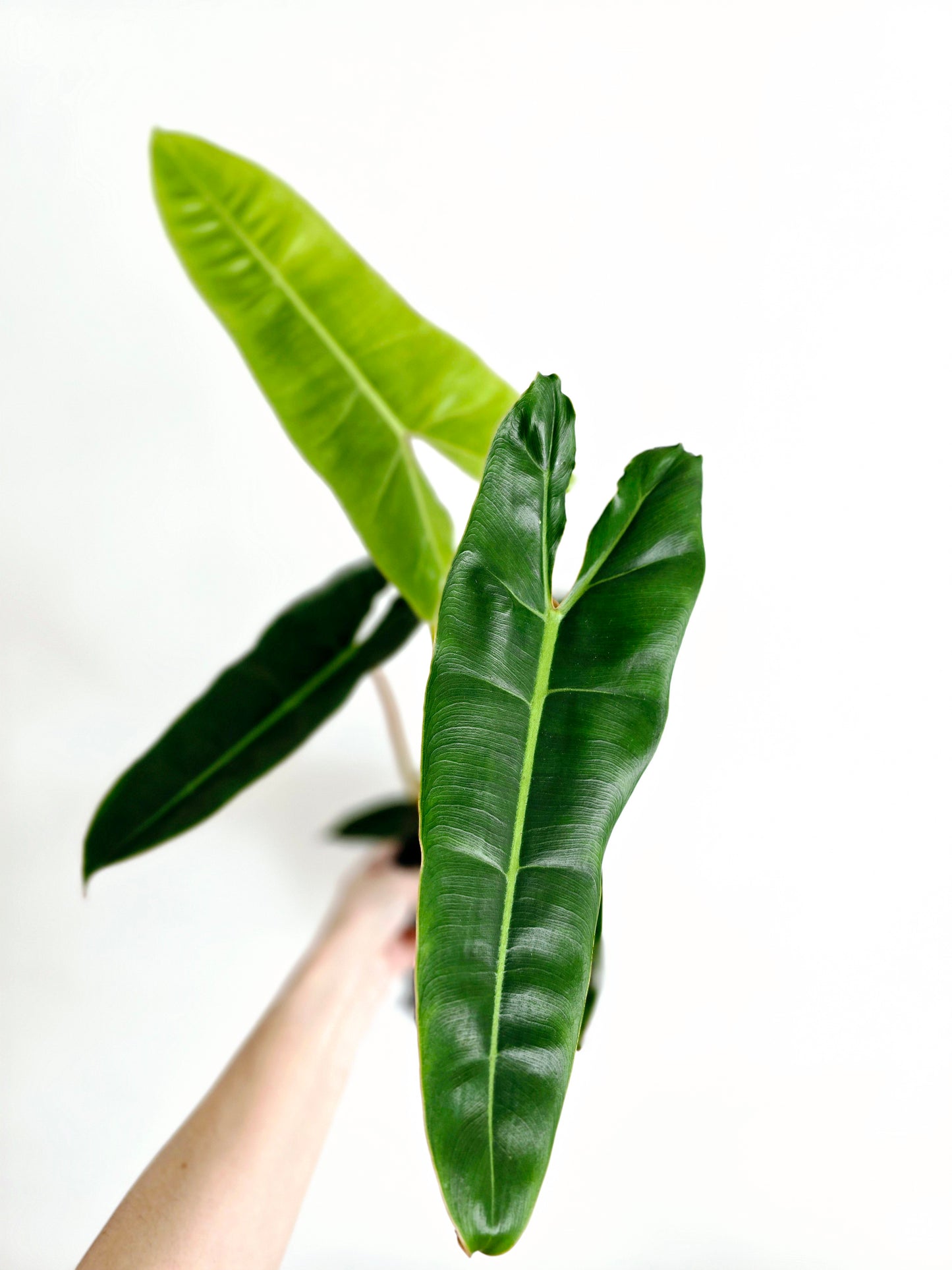 Philodendron 'Billietiae' - 140mm