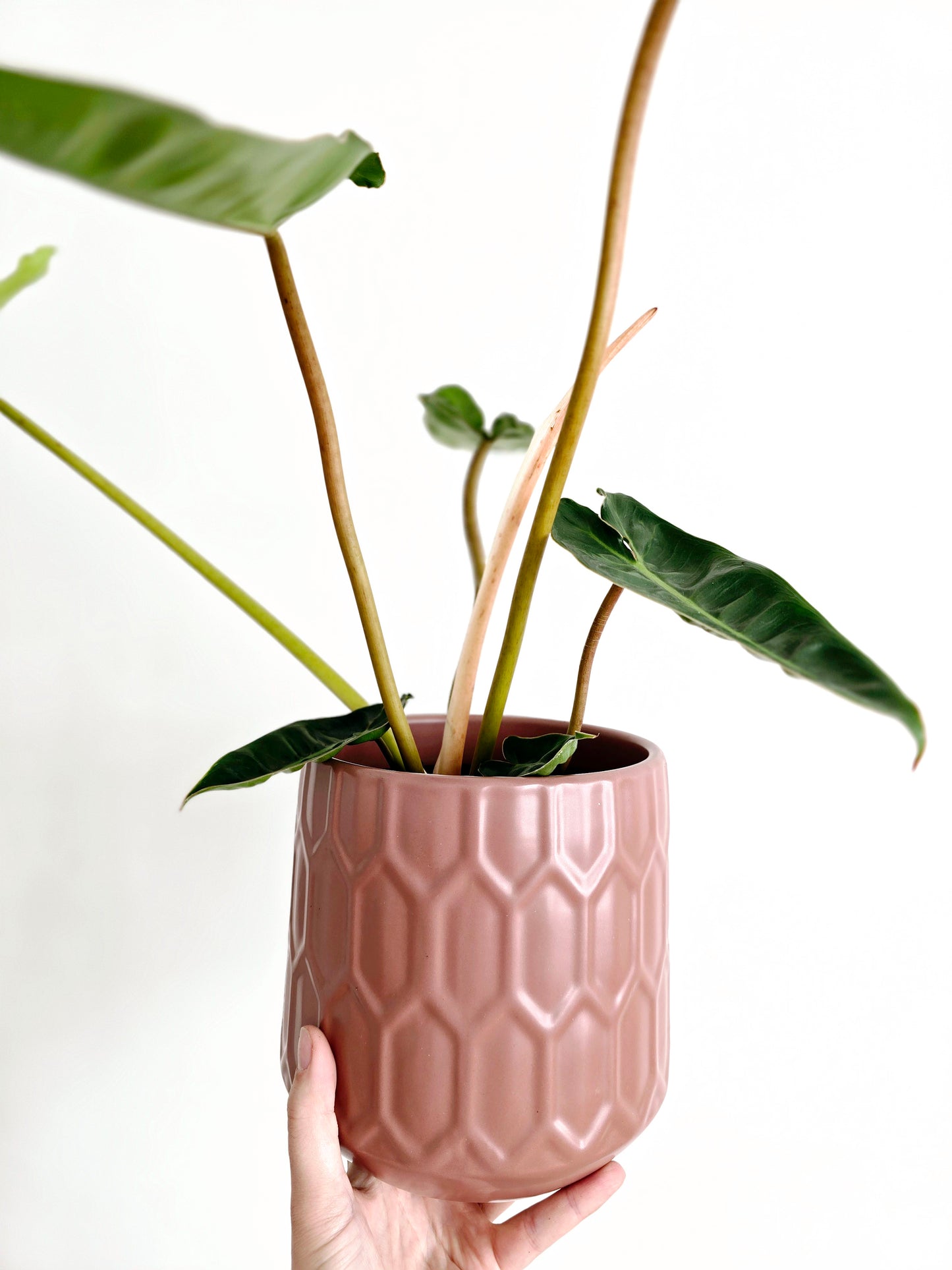 Philodendron 'Billietiae' - 140mm