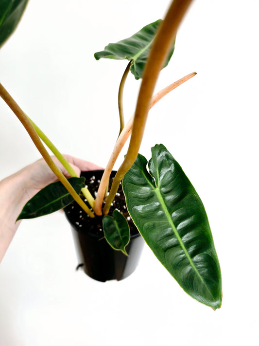 Philodendron 'Billietiae' - 140mm