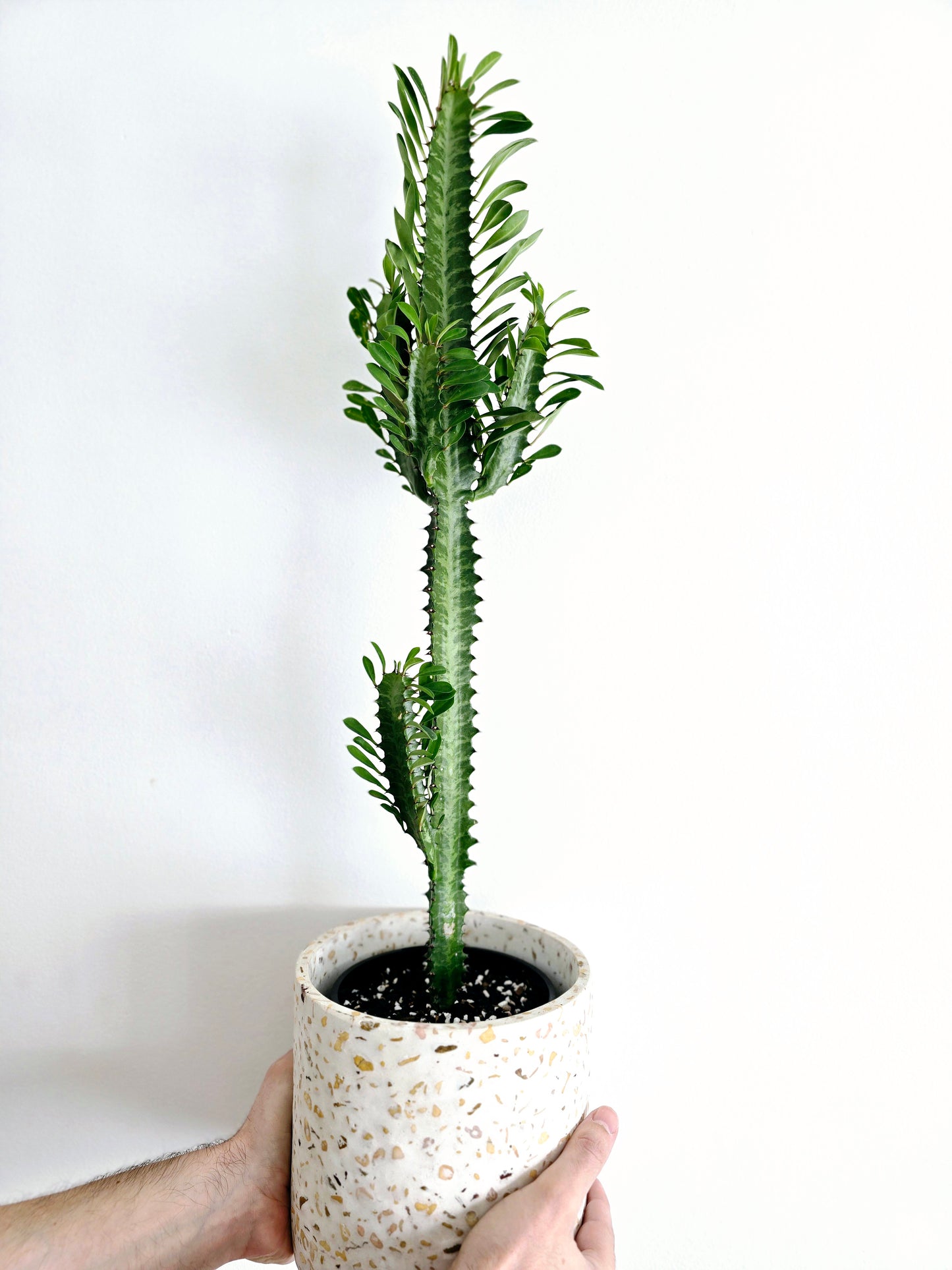 Euphorbia 'Trigona' Green - 140mm