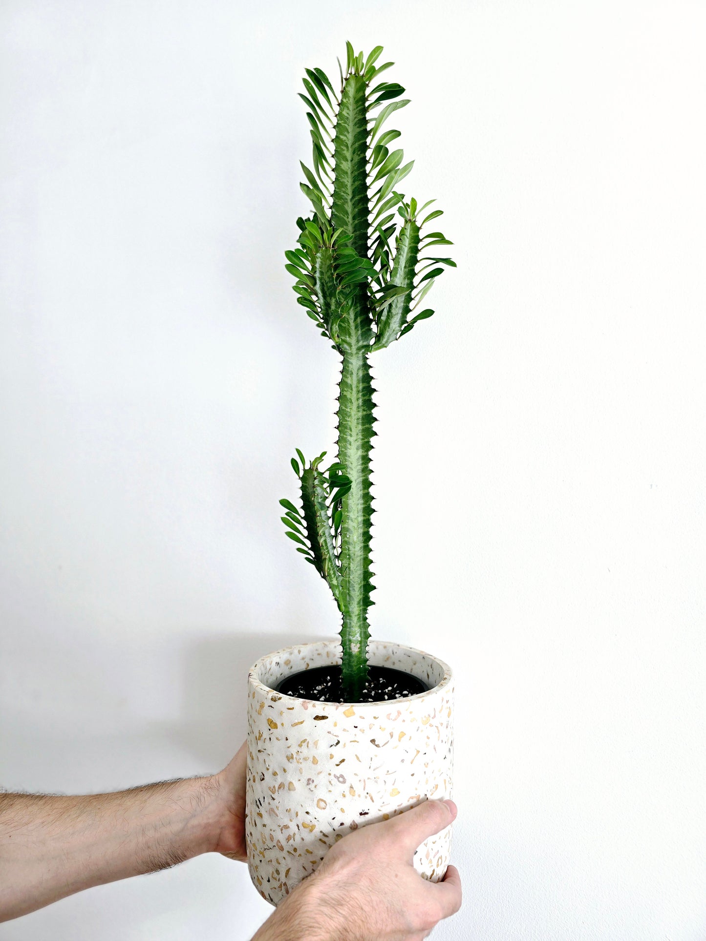 Euphorbia 'Trigona' Green - 140mm