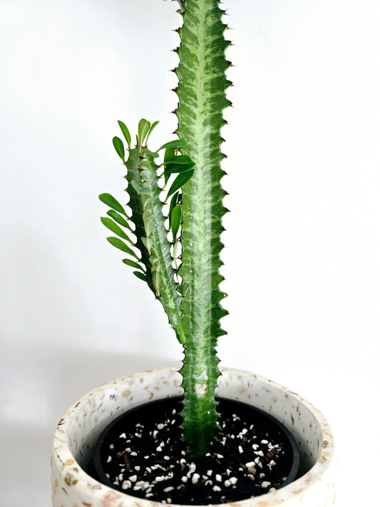 Euphorbia 'Trigona' Green - 140mm