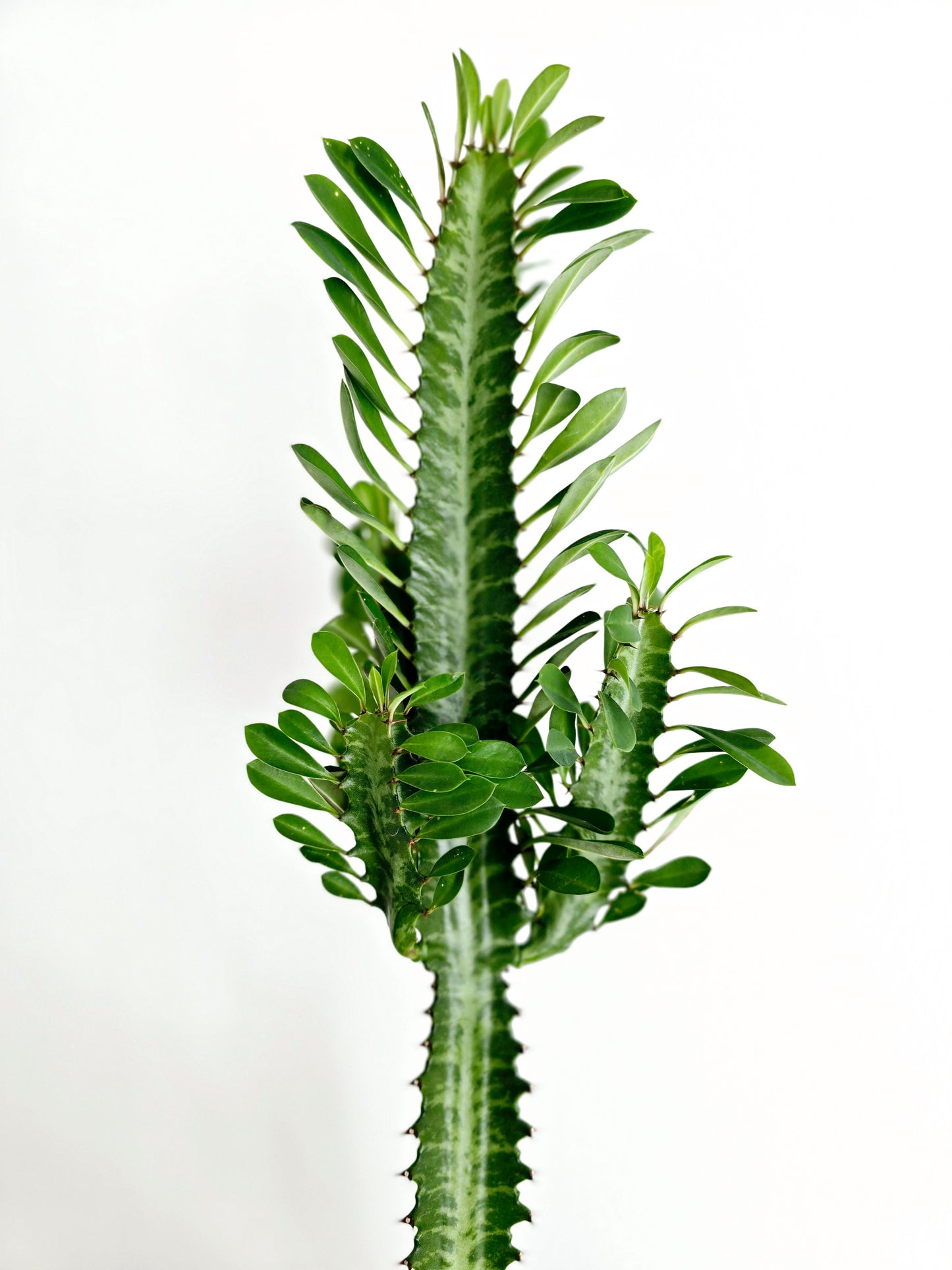 Euphorbia 'Trigona' Green - 140mm