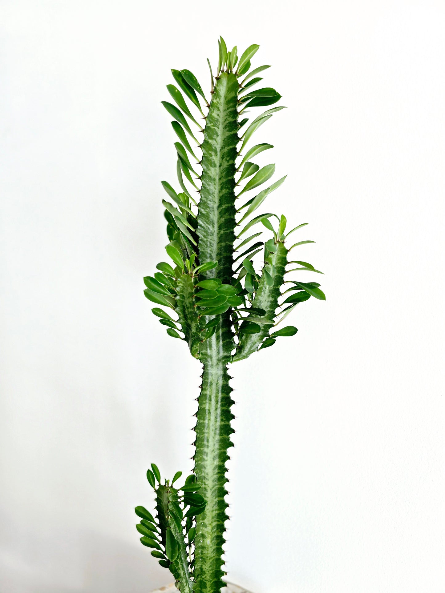 Euphorbia 'Trigona' Green - 140mm
