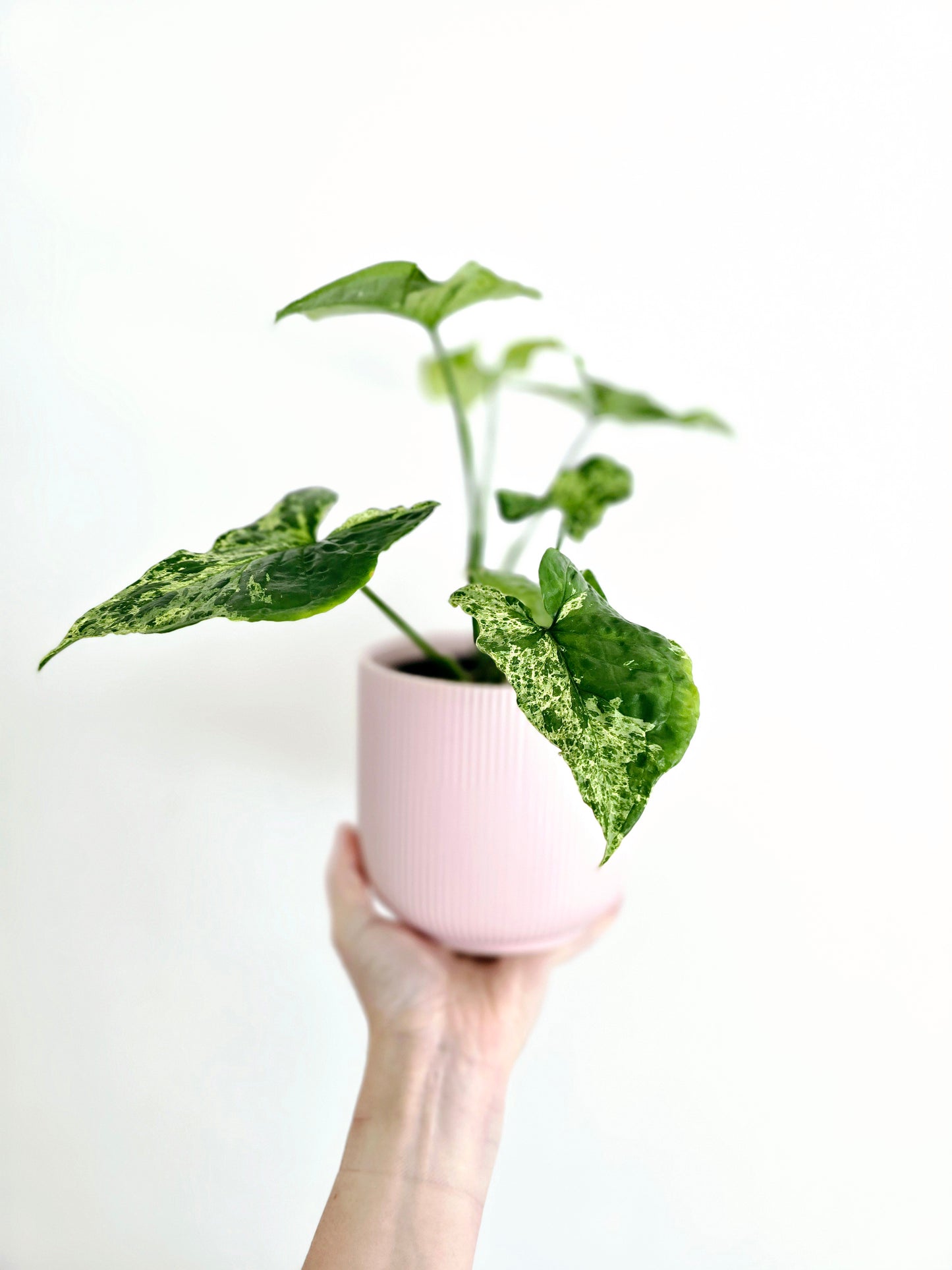 Syngonium Podophyllum 'Mojito' - 118mm