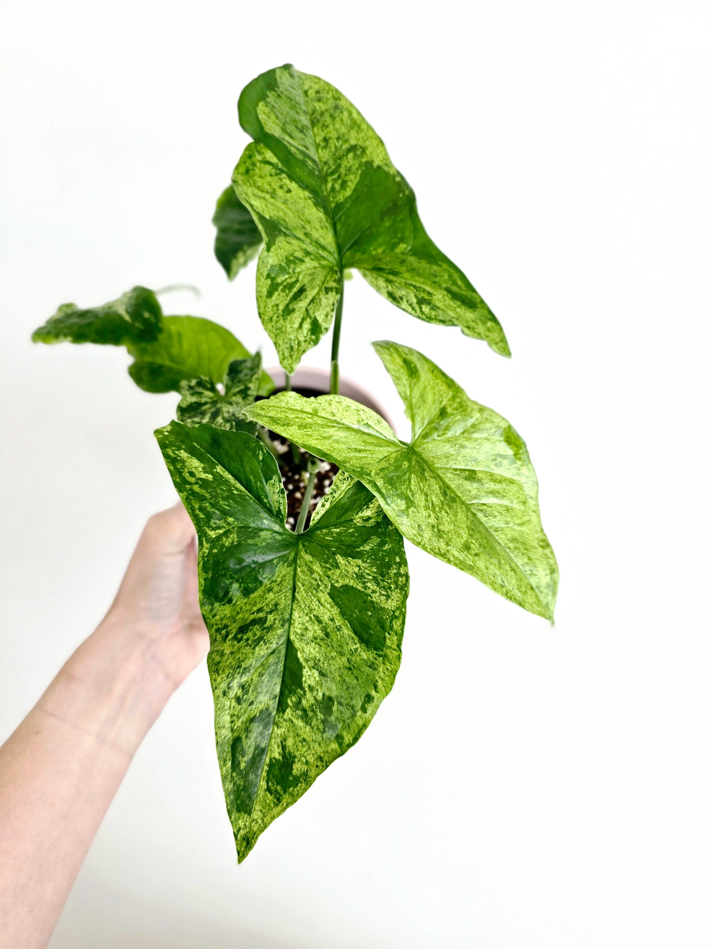 Syngonium Podophyllum 'Mojito' - 118mm