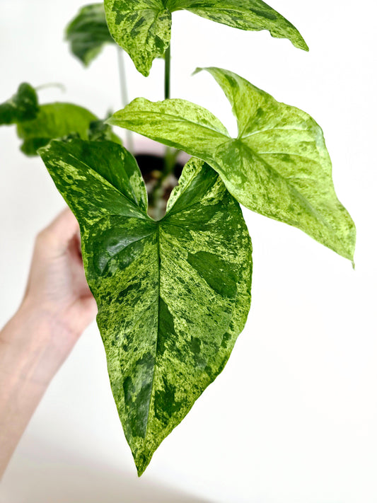 Syngonium Podophyllum 'Mojito' - 118mm