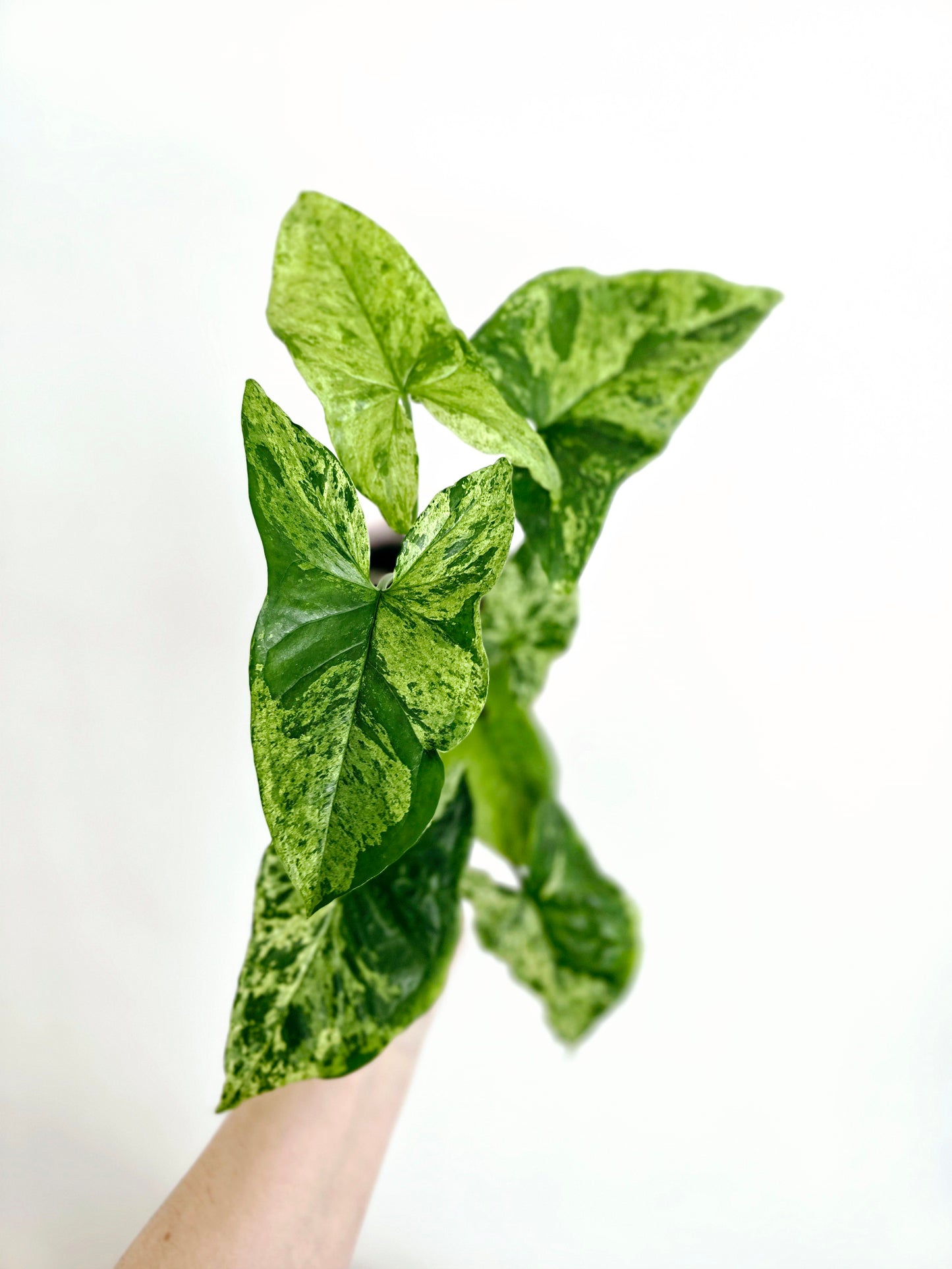 Syngonium Podophyllum 'Mojito' - 118mm