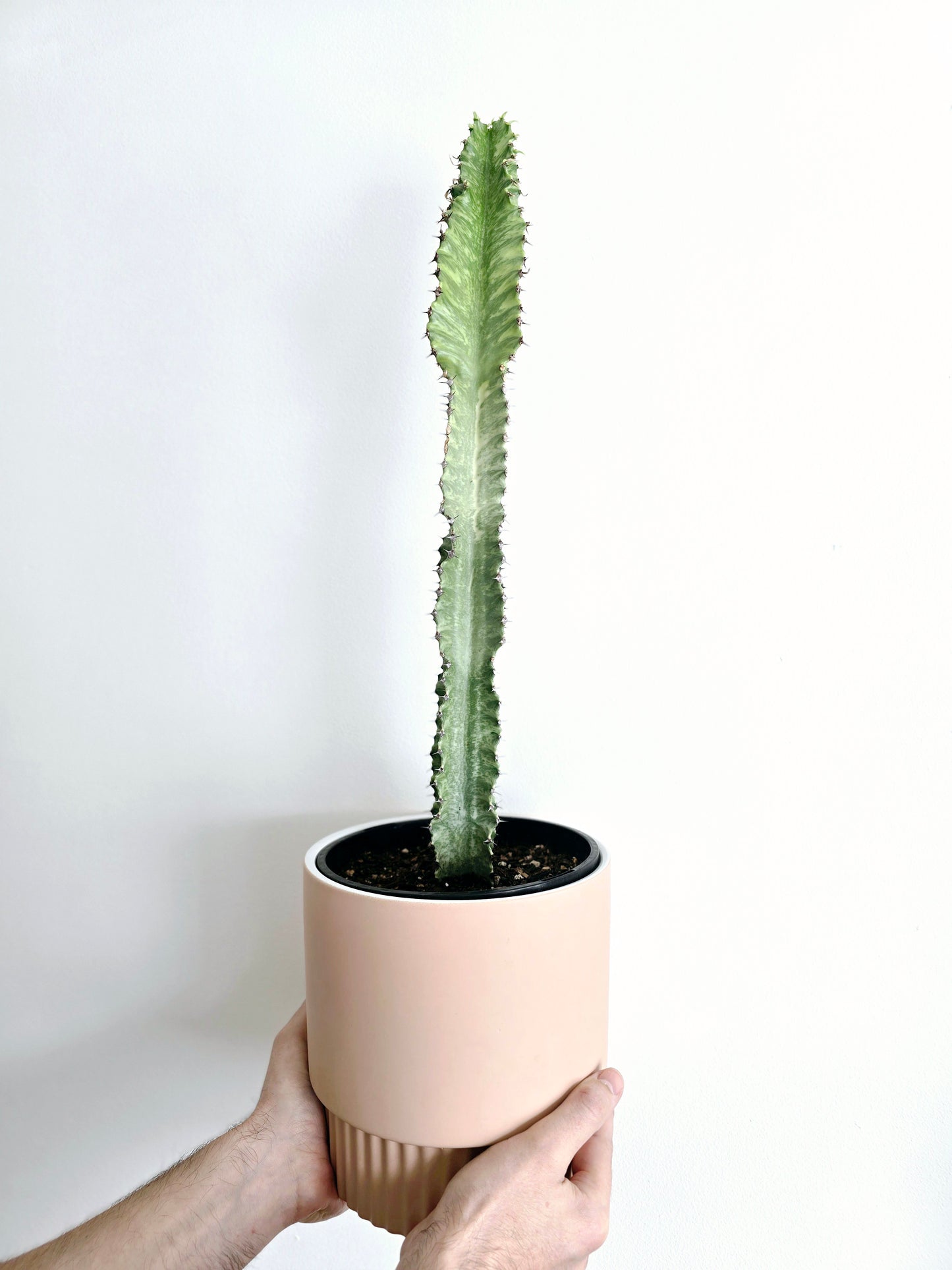 Euphorbia 'Ammak' - 180mm