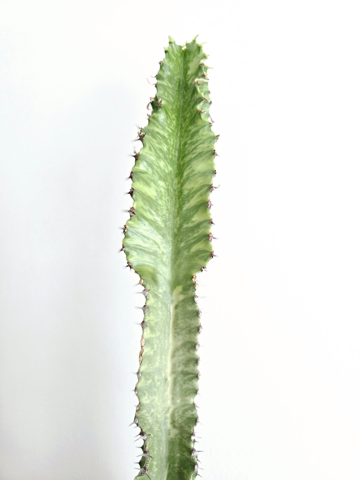 Euphorbia 'Ammak' - 180mm