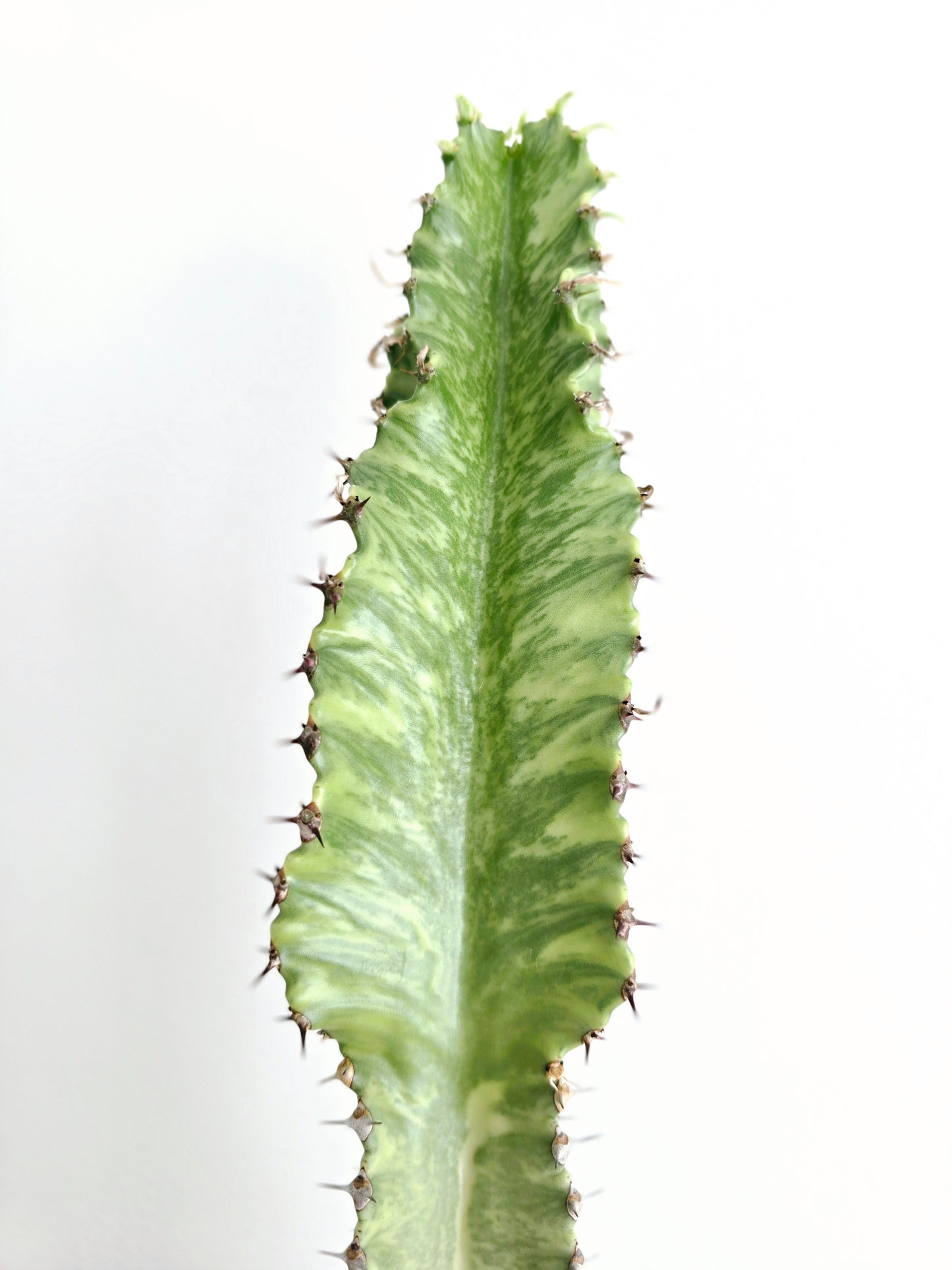 Euphorbia 'Ammak' - 180mm