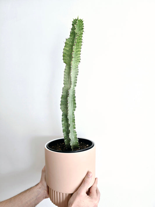 Euphorbia 'Ammak' - 180mm