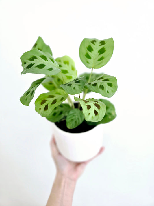 Maranta Leuconeura 'Green' - 118mm