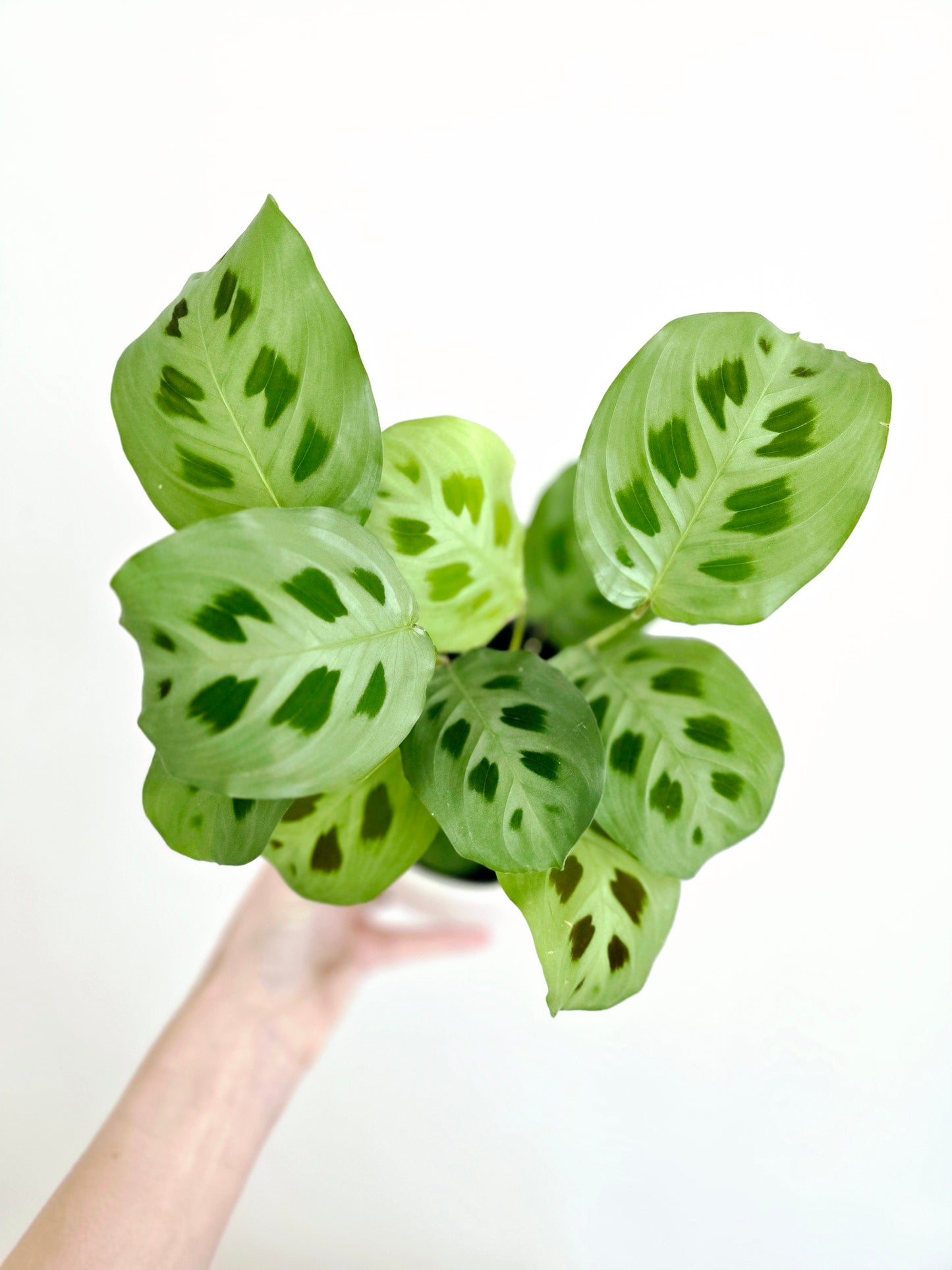 Maranta Leuconeura 'Green' - 118mm