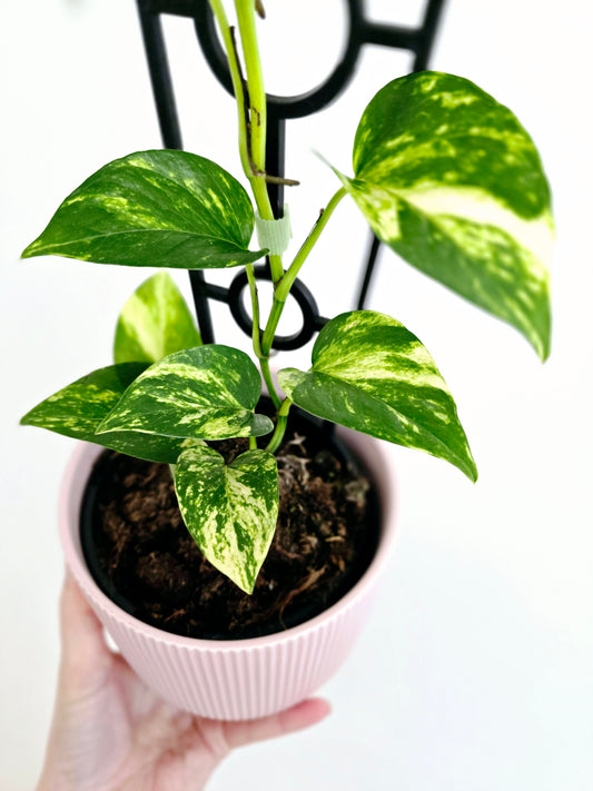 Epipremnum Aureum 'Devils Ivy' Ladder - 118mm