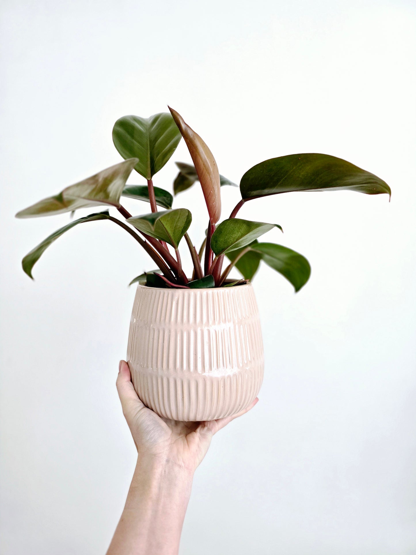 Philodendron 'Imperial Red' - 118mm