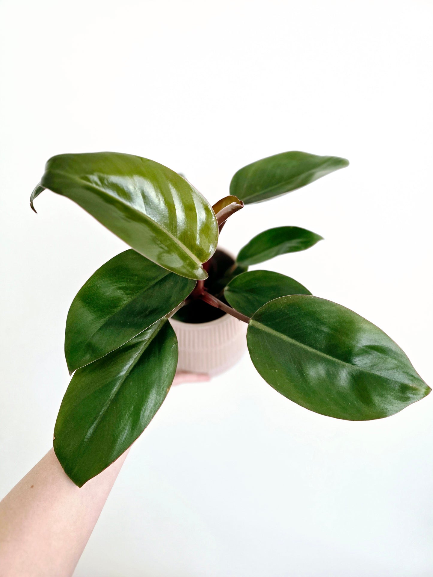 Philodendron 'Imperial Red' - 118mm