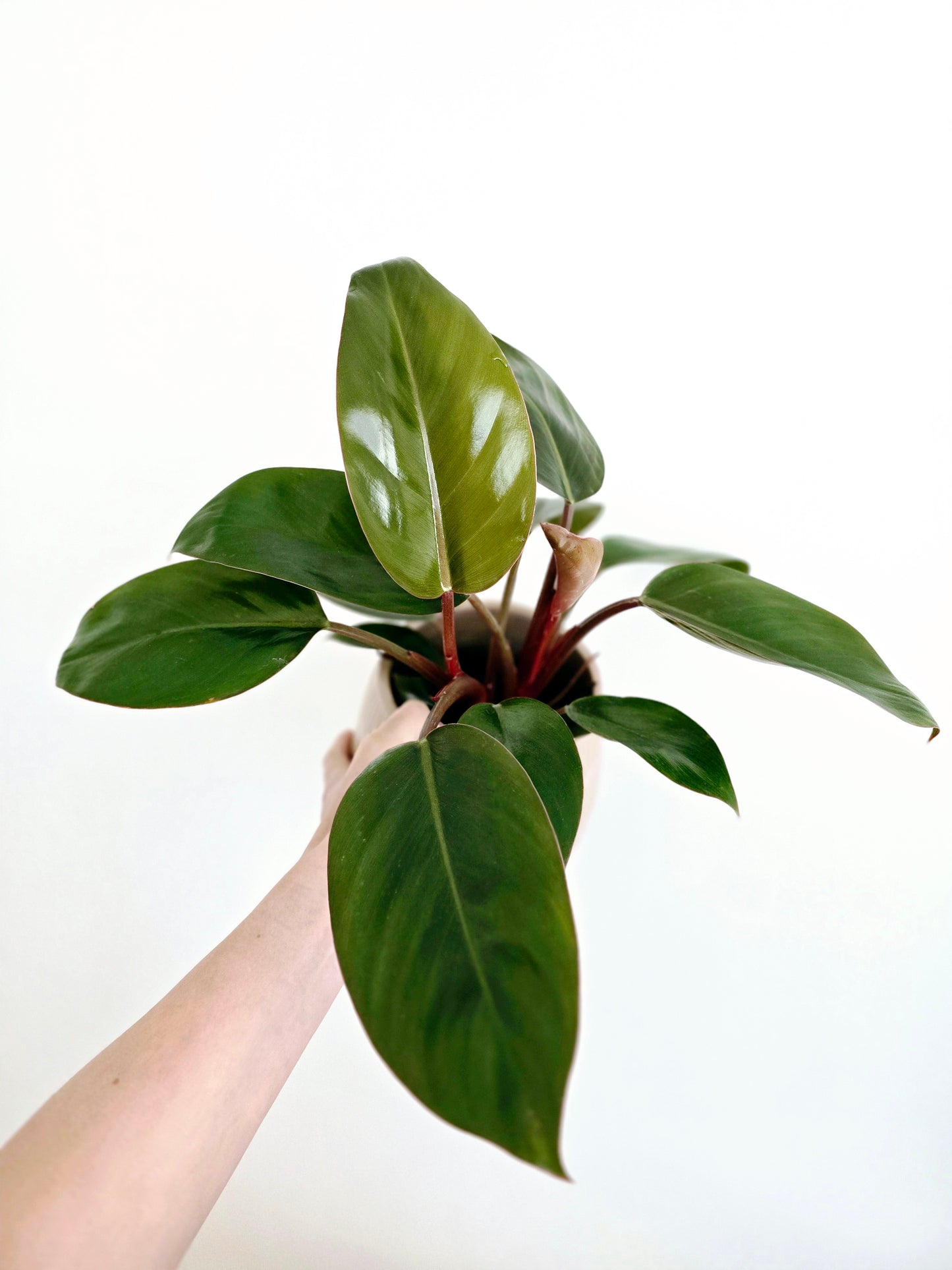 Philodendron 'Imperial Red' - 118mm