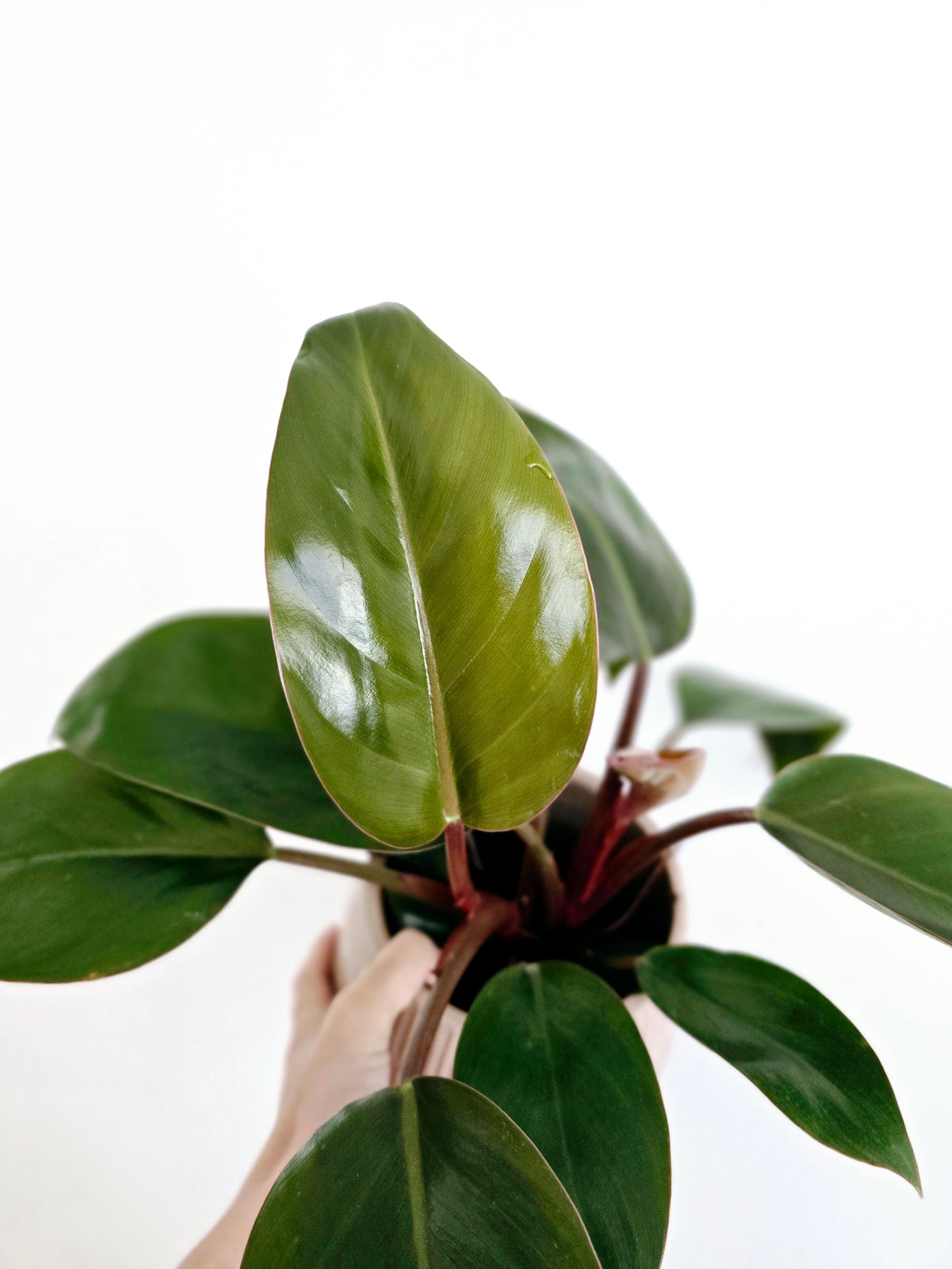 Philodendron 'Imperial Red' - 118mm