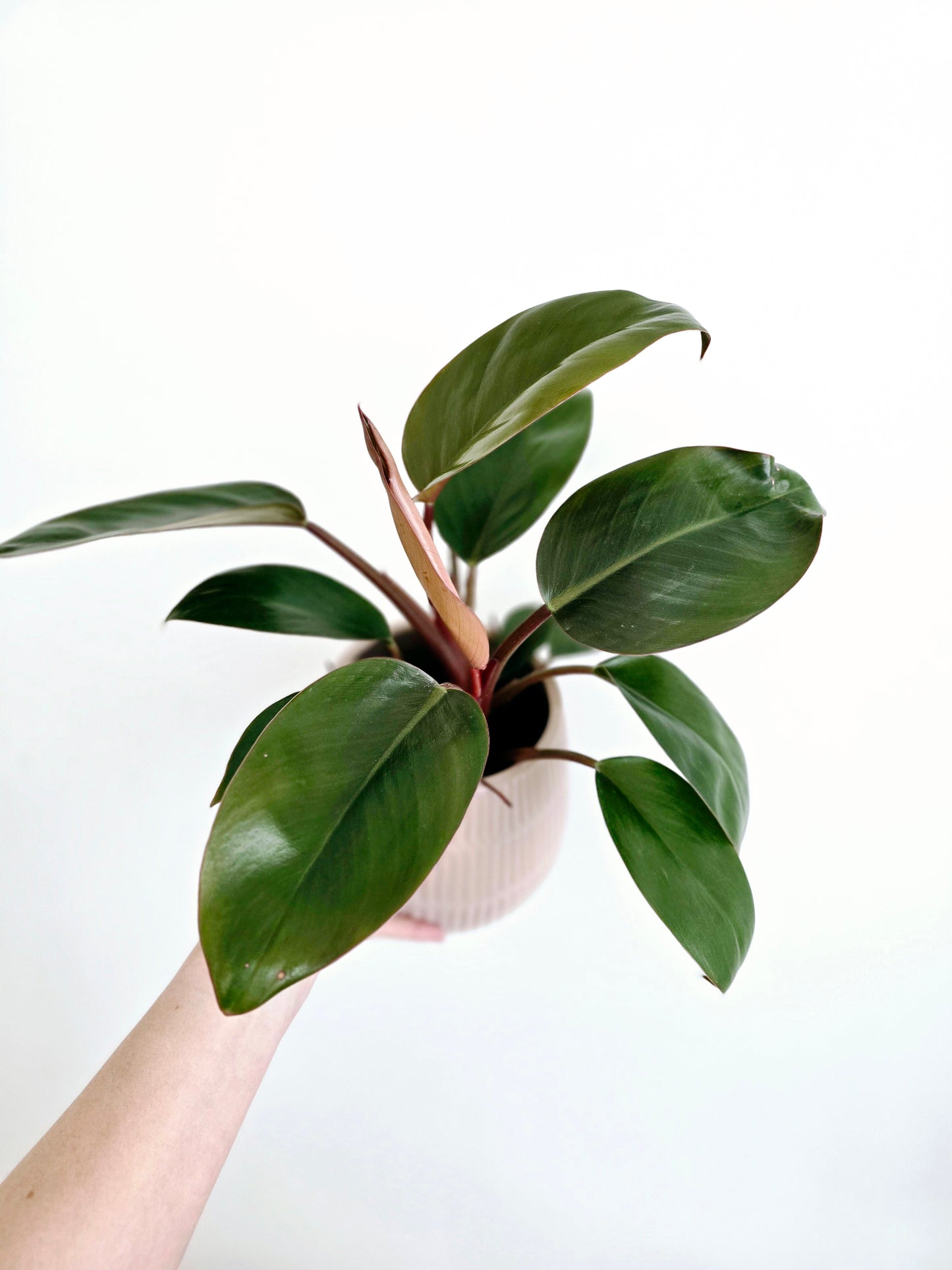 Philodendron 'Imperial Red' - 118mm