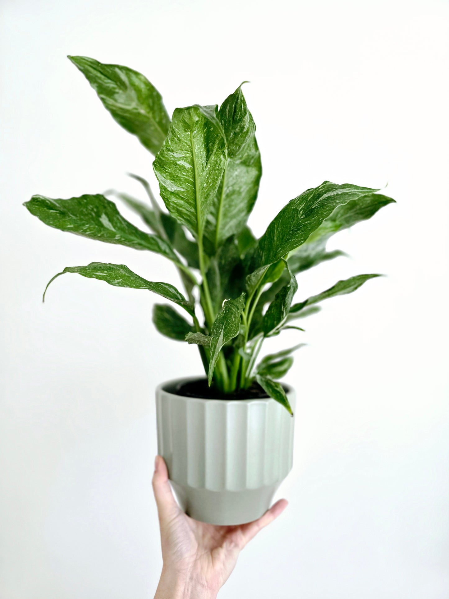 Spathiphyllum Floribundum 'Jet Diamond' - 125mm