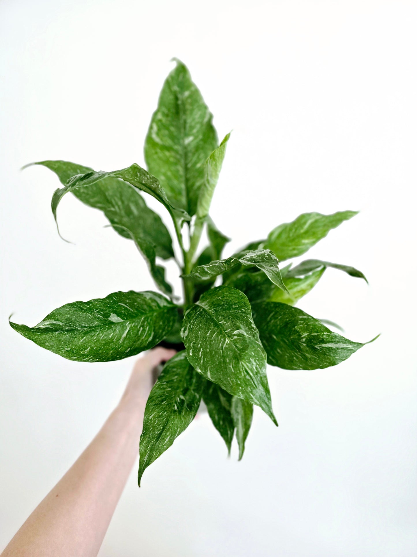 Spathiphyllum Floribundum 'Jet Diamond' - 125mm