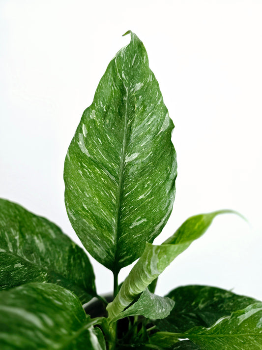 Spathiphyllum Floribundum 'Jet Diamond' - 125mm