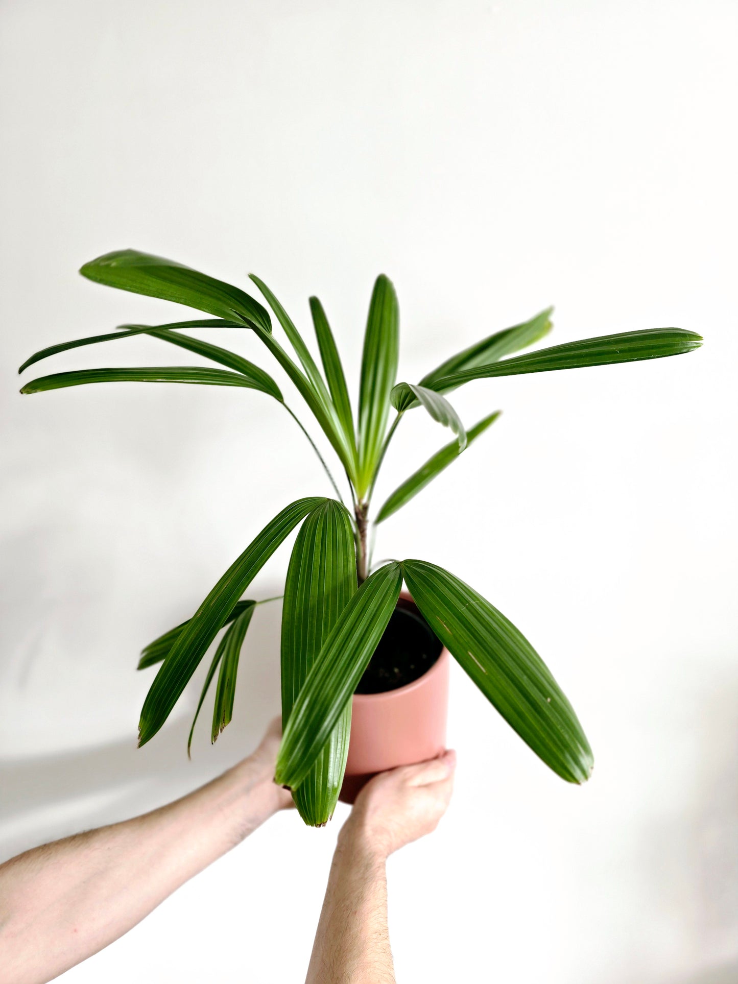 Rhapis Excelsa 'Lady Palm' - 140mm