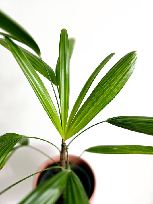 Rhapis Excelsa 'Lady Palm' - 140mm